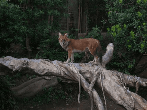 Description of the image