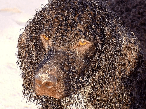 Description of the image