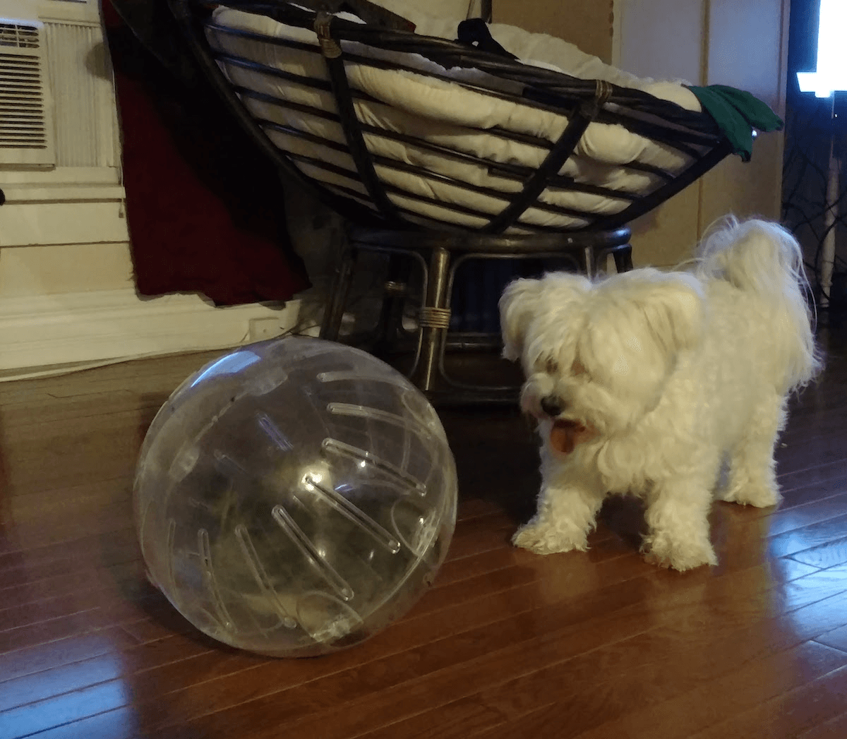 Description of the image